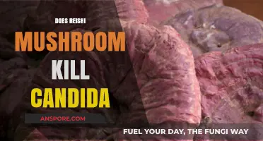Reishi Mushrooms: Natural Candida Treatment?