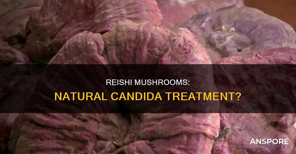 does reishi mushroom kill candida