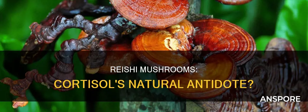 does reishi mushroom lower cortisol