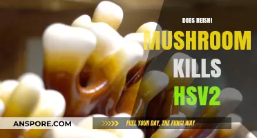 Reishi Mushrooms: HSV2 Treatment?