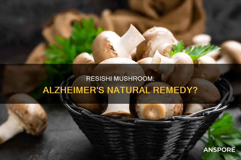 does resishi mushroom help with alzheimers