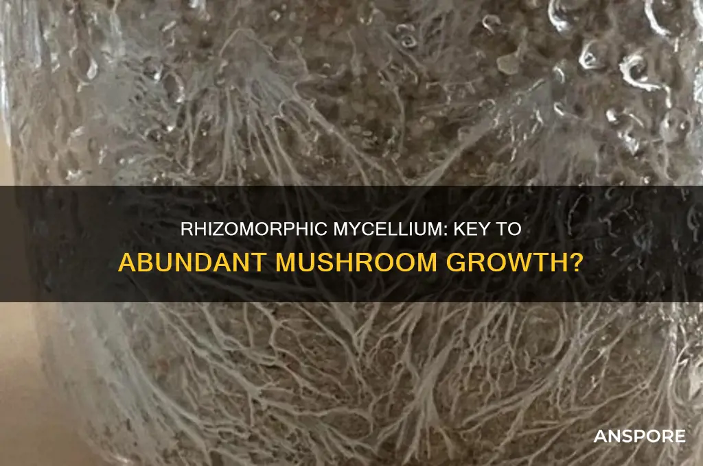 does rhizomorphic mycellium growth mean more better mushrooms