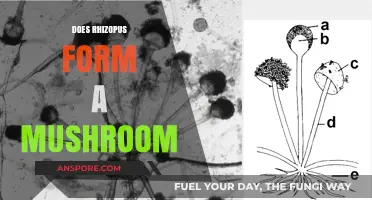 Rhizopus and Mushrooms: What's the Connection?