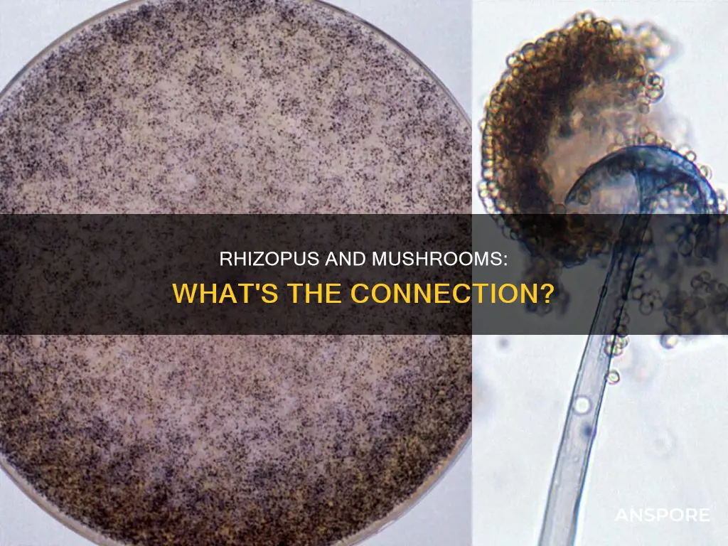 does rhizopus form a mushroom