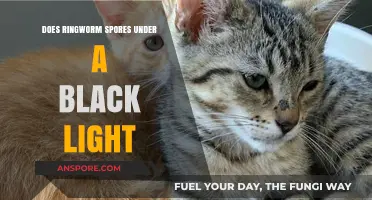 Ringworm Spores Under Black Light: Myth or Visible Reality?