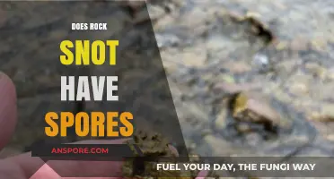 Does Rock Snot Have Spores? Unraveling the Mystery of Didymo