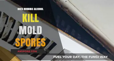 Rubbing Alcohol vs. Mold: Does It Effectively Kill Spores?