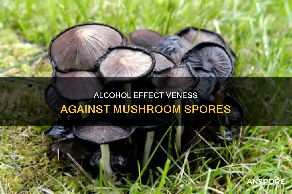 does rubbing alcohol kill mushroom spores