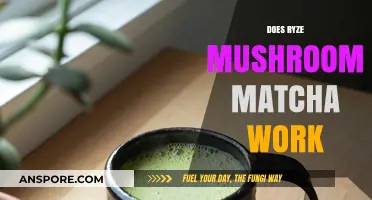 Ryze Mushroom Matcha: Does It Work?