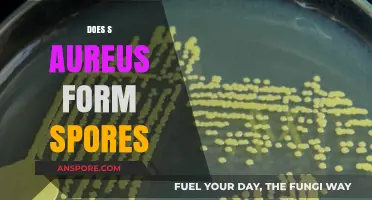 Does S. Aureus Form Spores? Unraveling the Truth Behind This Myth