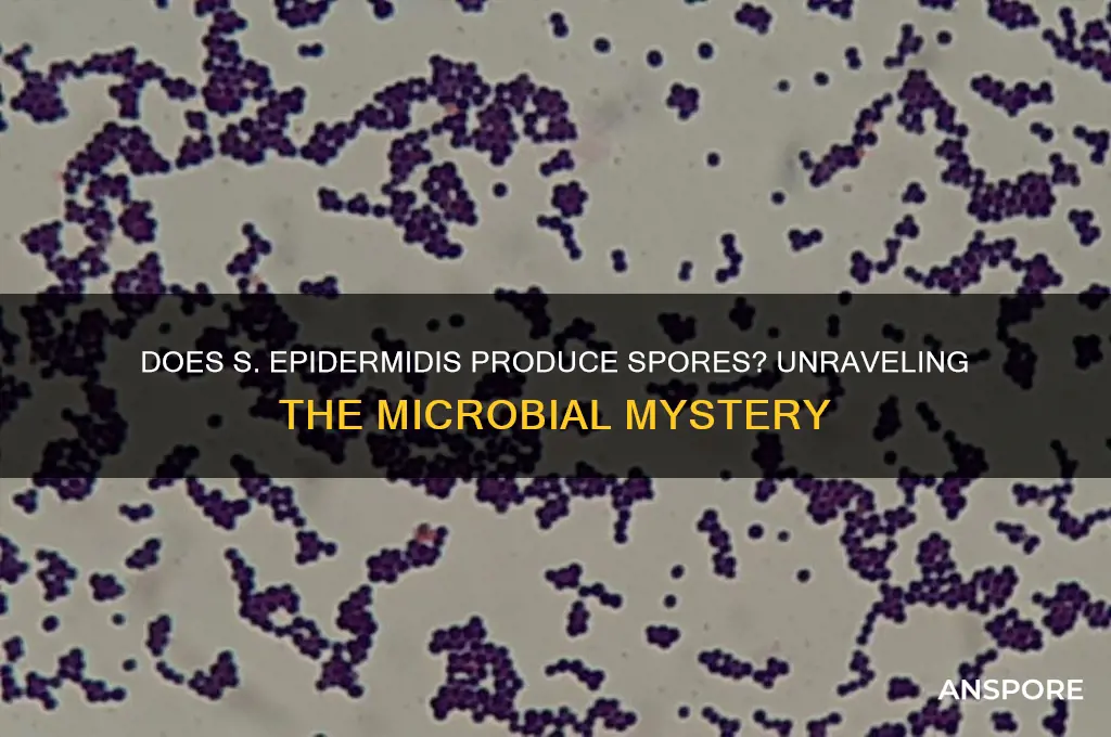 does s epidermitis have spores