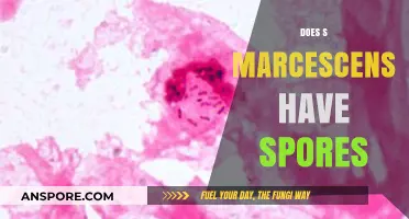 Does S. Marcescens Produce Spores? Unraveling the Mystery of Its Survival