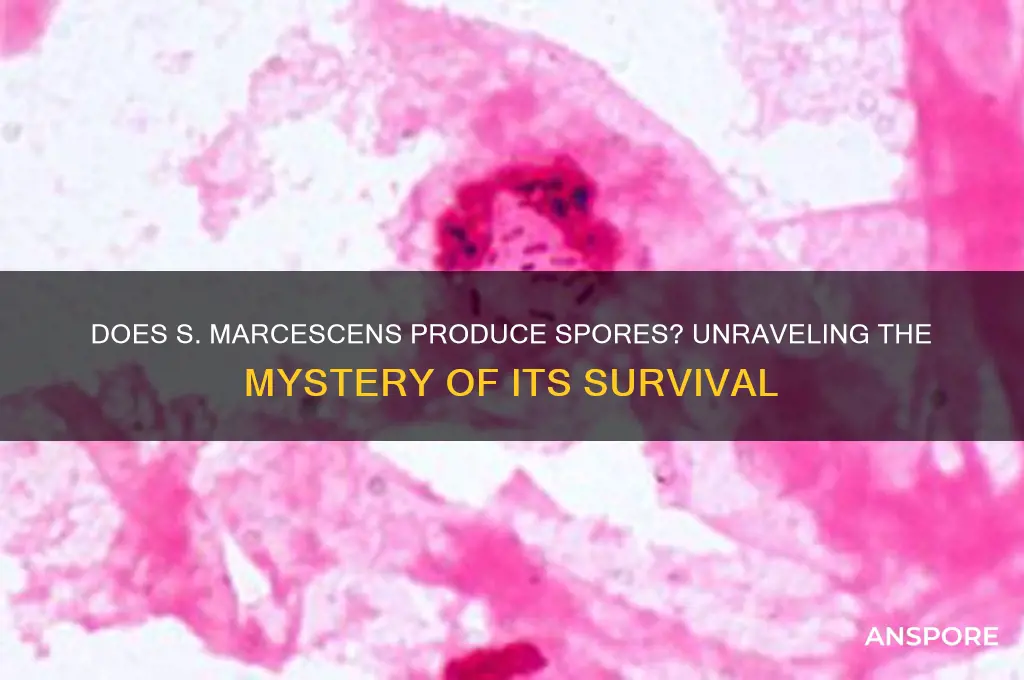 does s marcescens have spores