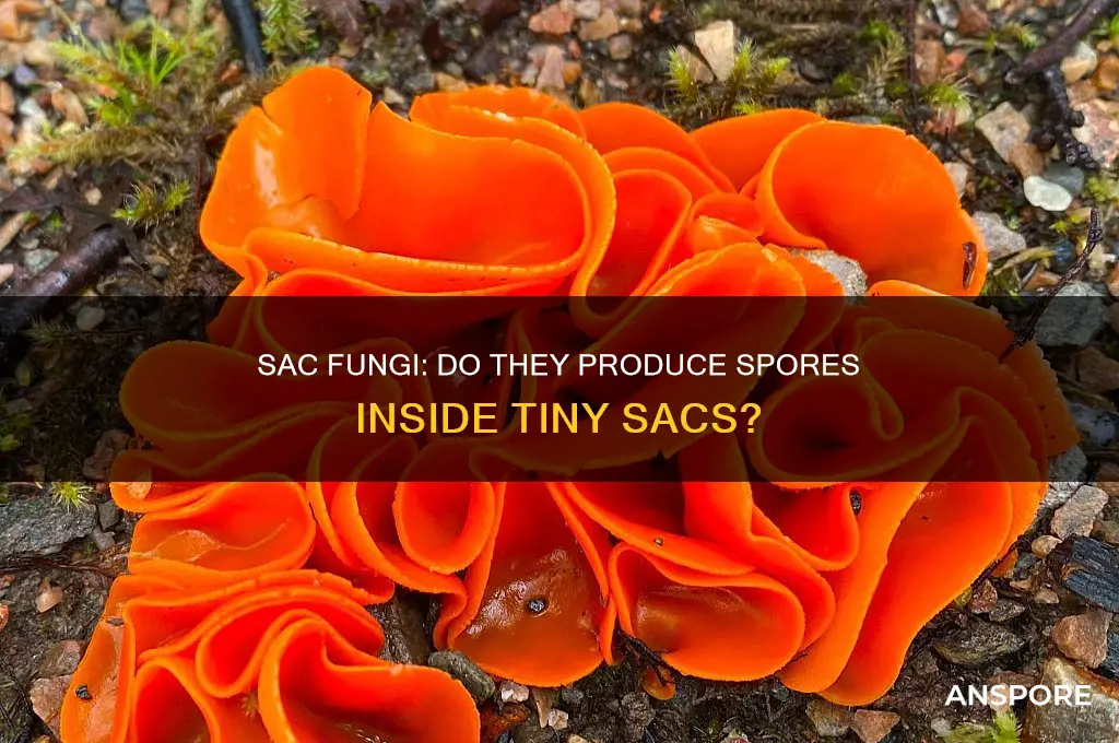 does sac fungi produce spores inside a small sac