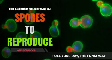 Saccharomyces Cerevisiae Reproduction: Do Spores Play a Role?