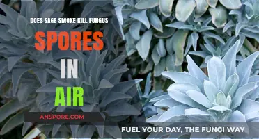 Can Sage Smoke Effectively Eliminate Fungal Spores in the Air?