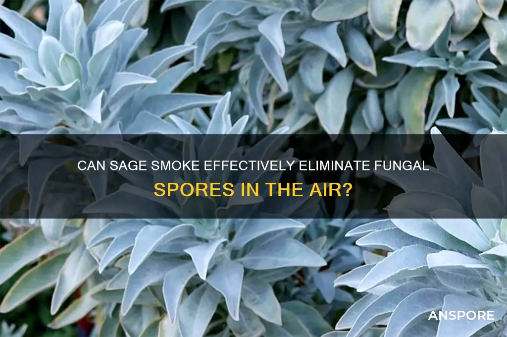 does sage smoke kill fungus spores in air