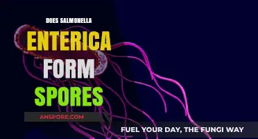 Does Salmonella Enterica Form Spores? Unraveling the Bacterial Mystery