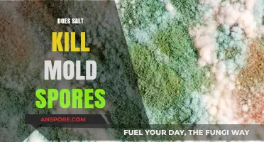 Can Salt Effectively Eliminate Mold Spores? A Comprehensive Analysis