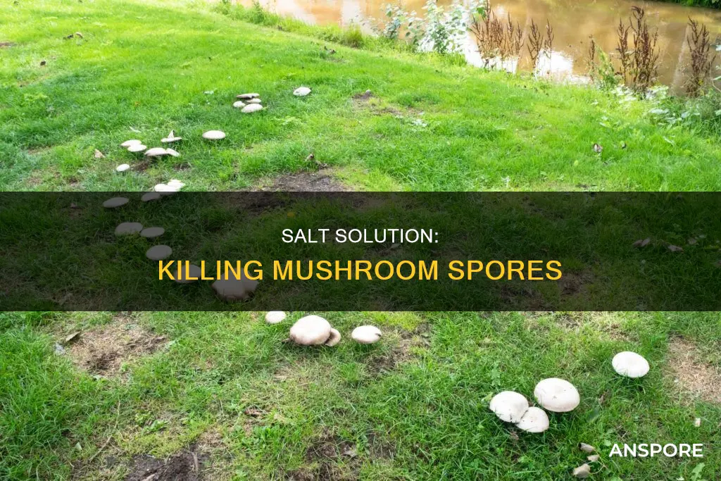 does salt kill mushroom spores