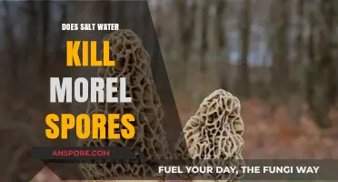 Salt Water and Morel Spores: Debunking Myths for Successful Cultivation