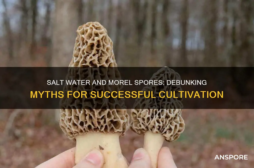 does salt water kill morel spores