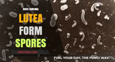 Does Sarcina Lutea Form Spores? Unraveling the Mystery of Its Reproduction