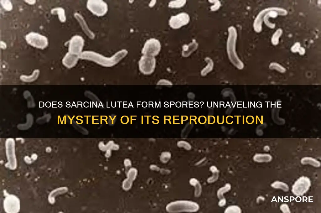 does sarcina lutea form spores