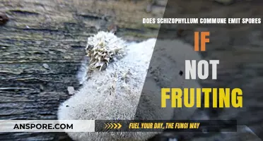 Schizophyllum Commune: Sporulation Without Fruiting Bodies?