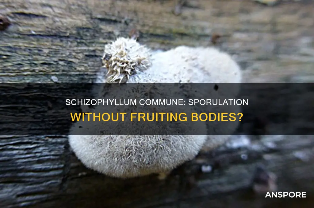 does schizophyllum commune emit spores if not fruiting