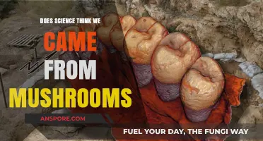 The Fungal Link to Human Evolution