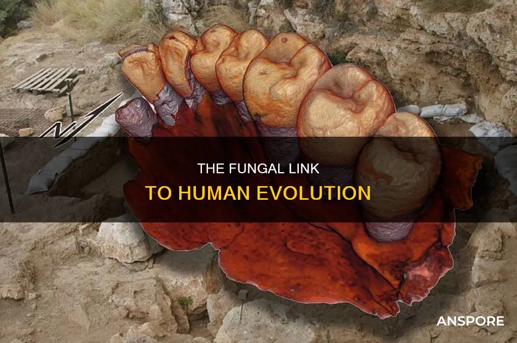 does science think we came from mushrooms