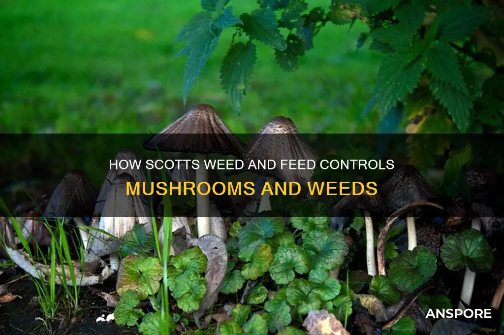 does scotts weed and feed kill mushrooms