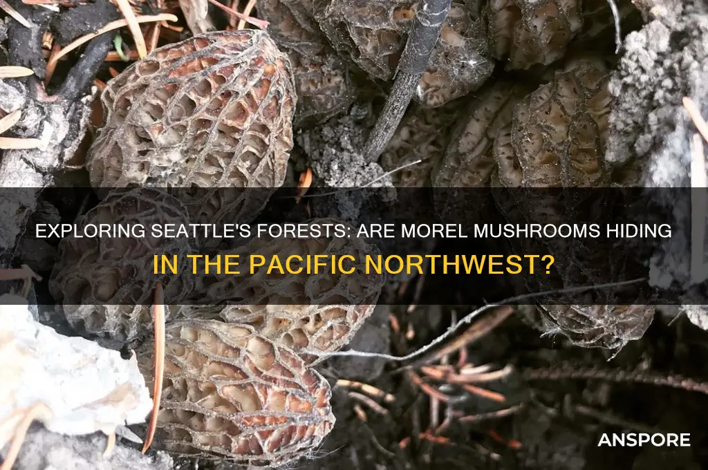 does seattle have morel mushrooms