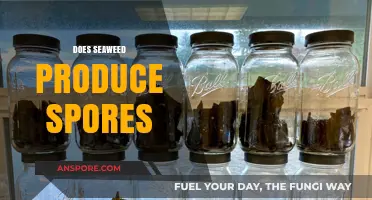 Seaweed Reproduction: Do They Produce Spores or Seeds?