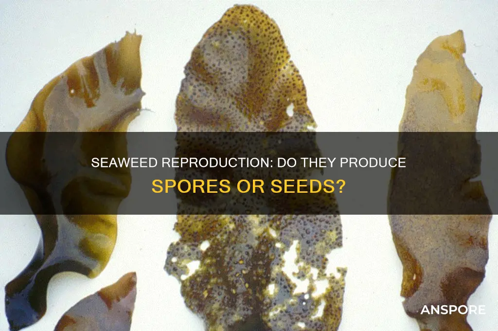 does seaweed produce spores