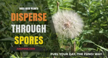 Do Seed Plants Disperse Through Spores? Unraveling Plant Reproduction Myths