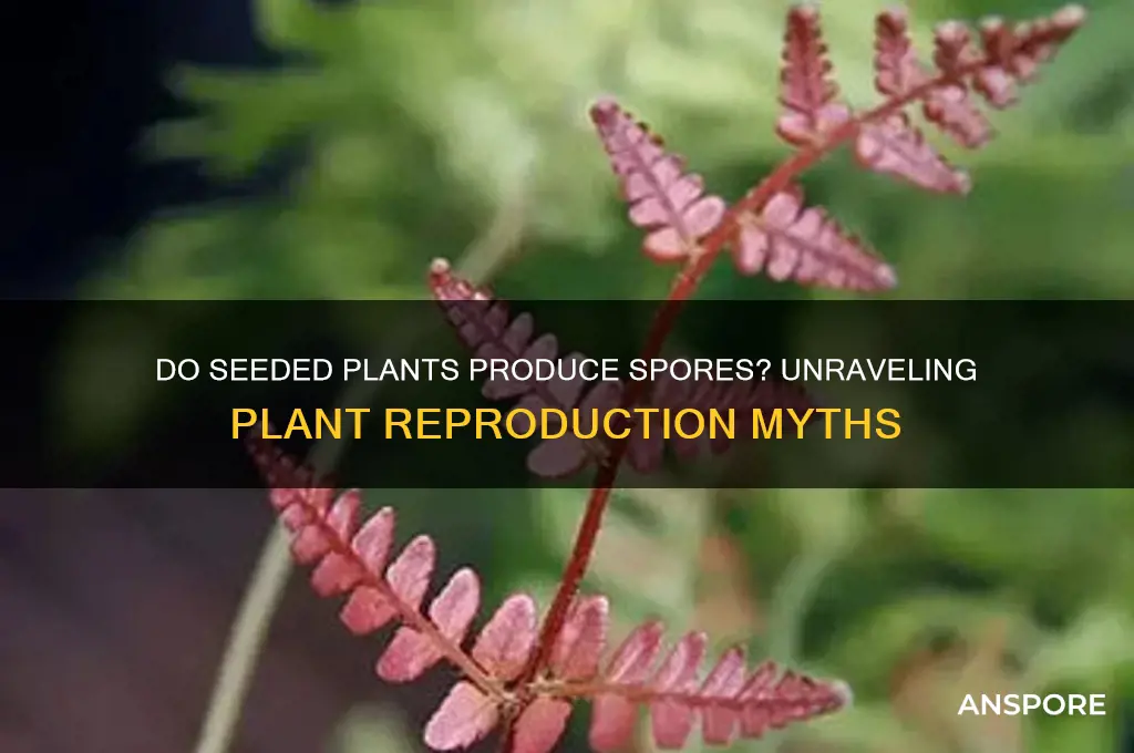 does seeded plants have spores