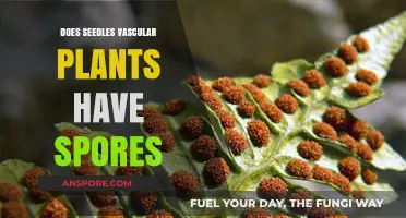 Do Seedless Vascular Plants Produce Spores? Exploring Their Reproduction Methods