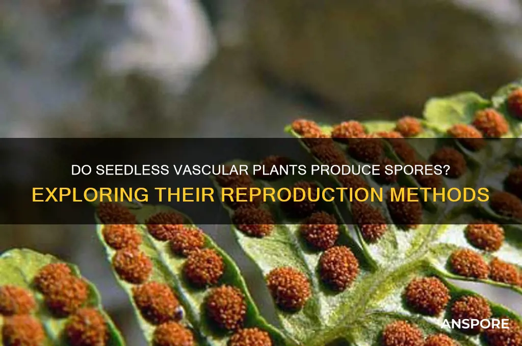 does seedles vascular plants have spores