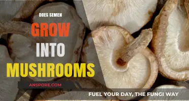 Can Semen Grow Mushrooms? Unraveling the Myth and Science Behind It