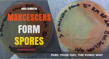 Does Serratia Marcescens Form Spores? Unraveling the Bacterial Mystery