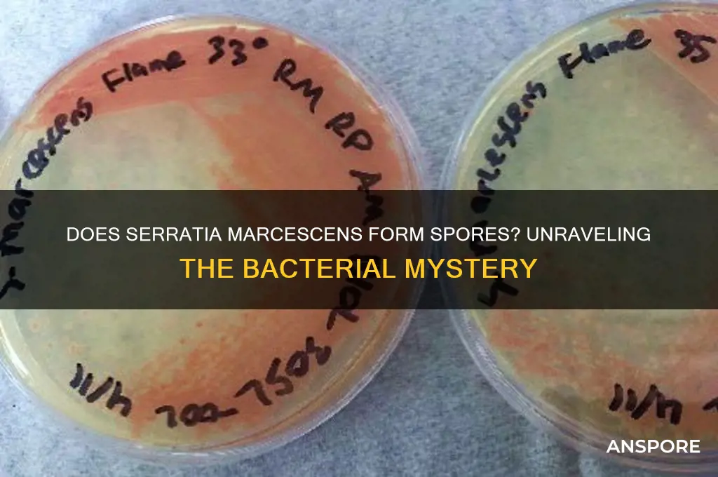 does serratia marcescens form spores
