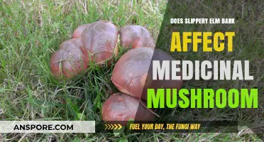 Slippery Elm and Medicinal Mushrooms: A Safe Mix?