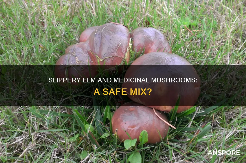 does slippery elm bark affect medicinal mushrooms