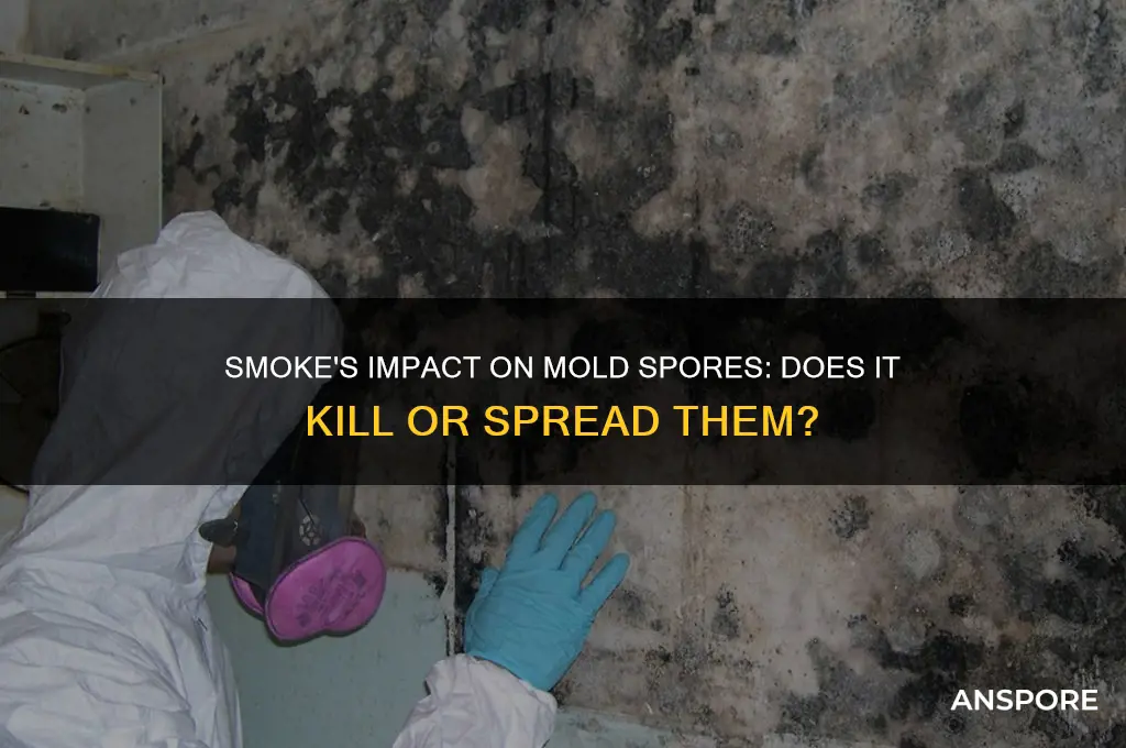 does smoke kill mold spores