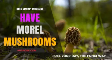 Exploring the Smoky Mountains: Morel Mushroom Hunting Guide
