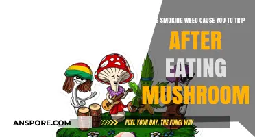 Weed and Mushrooms: Can Cannabis Intensify a Psychedelic Trip?