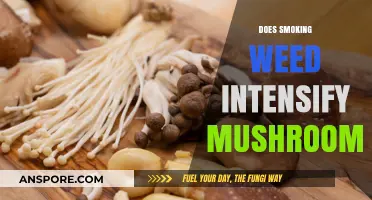 Magic Mushroom Trip: Weed and Shrooms Synergy