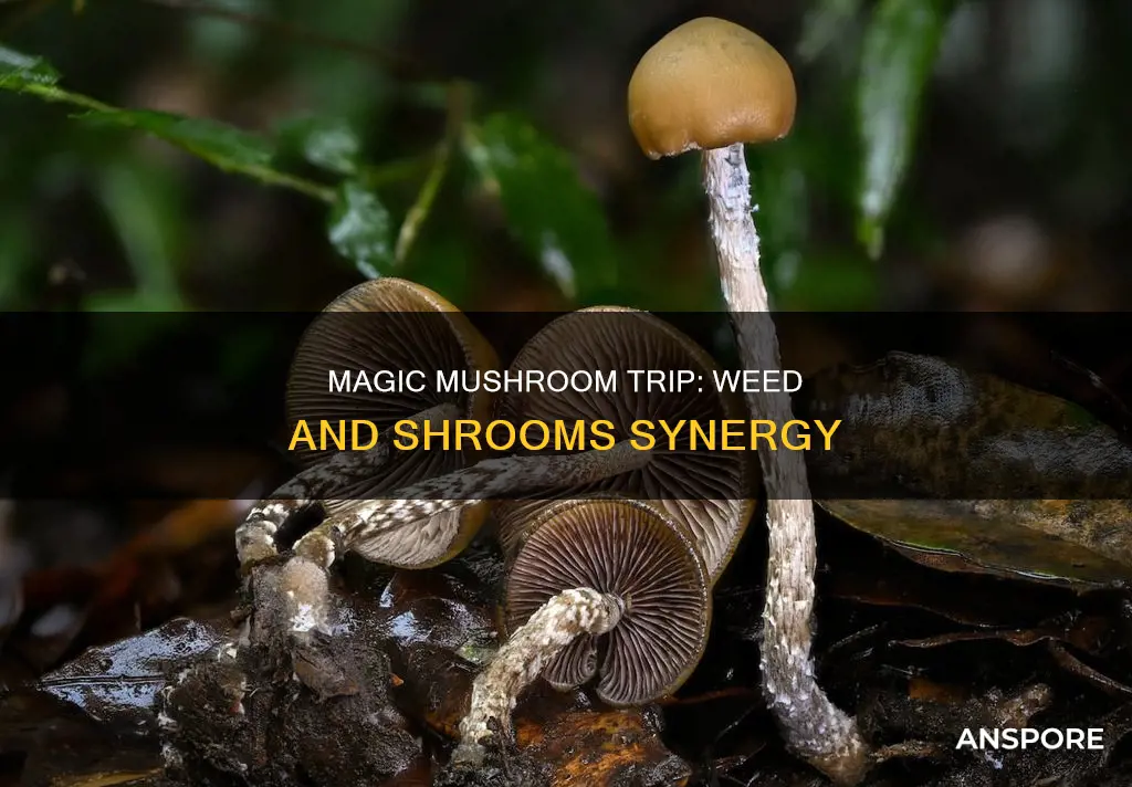 does smoking weed intensify mushrooms